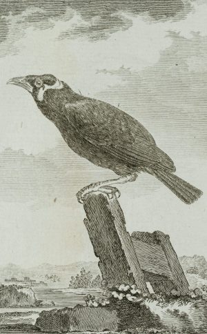 Darstellung eines Vogels, Beo