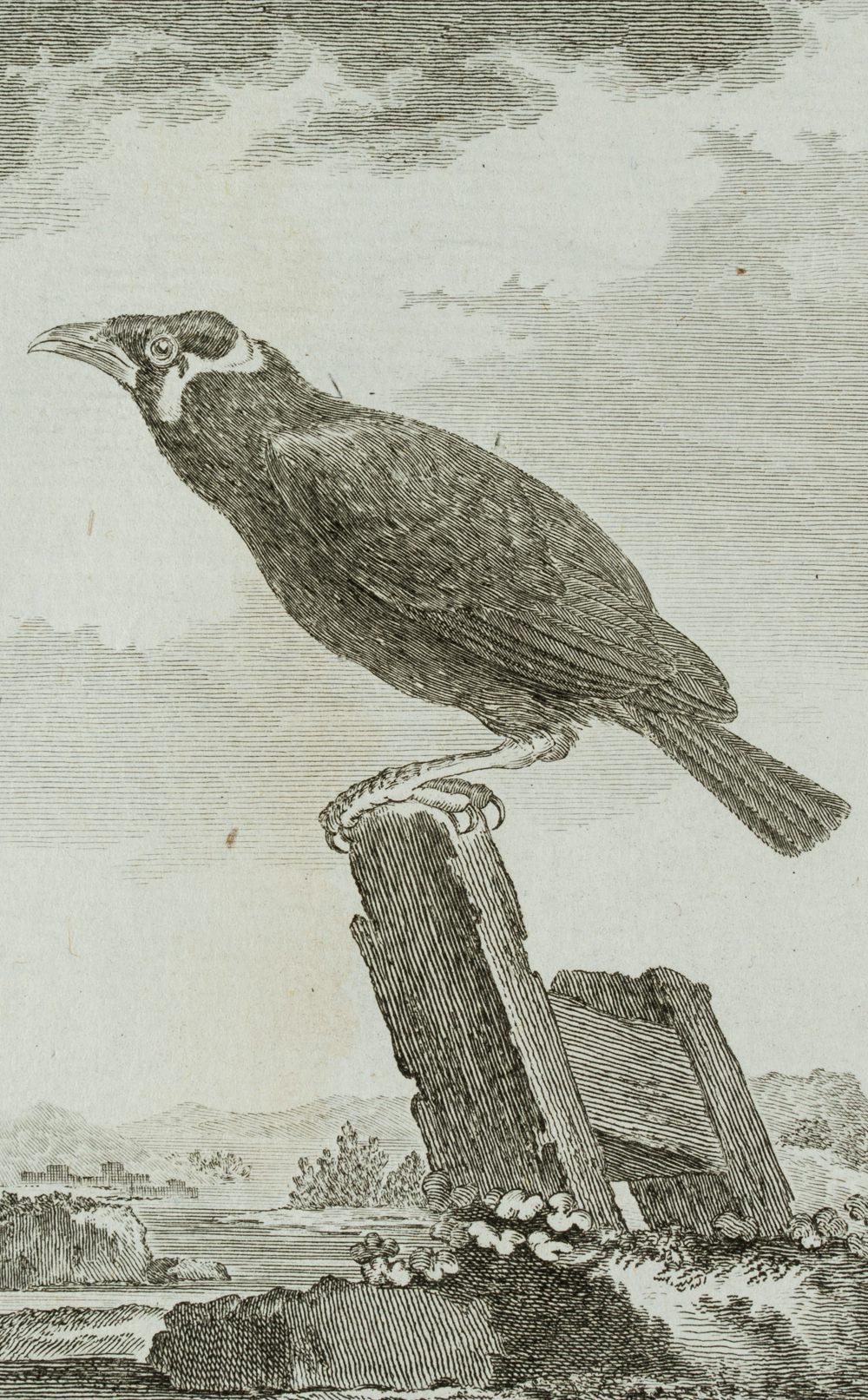 Darstellung eines Vogels, Beo