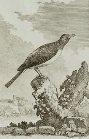 Vogel, Madenhacker