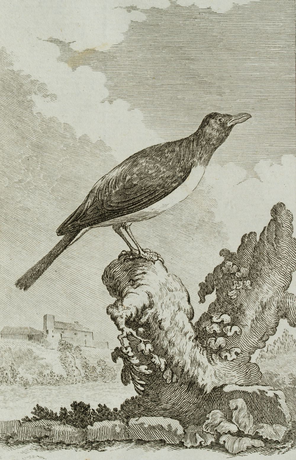Vogel, Madenhacker