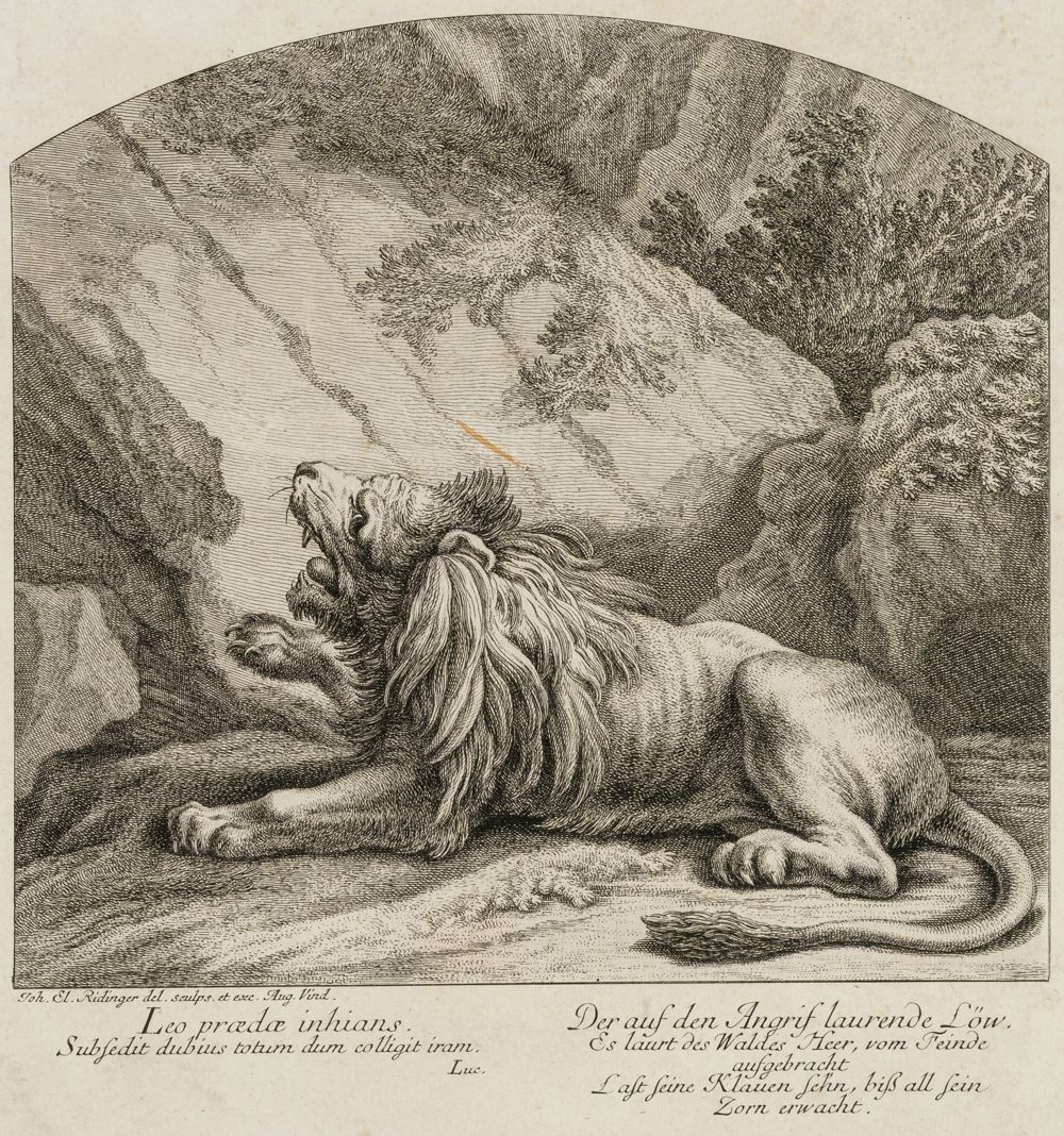 Der lauernde Löwe