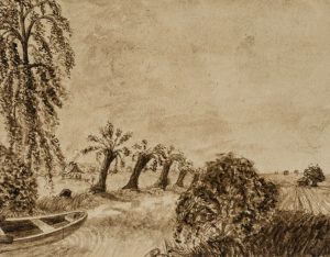 Kopfweiden in Landschaft