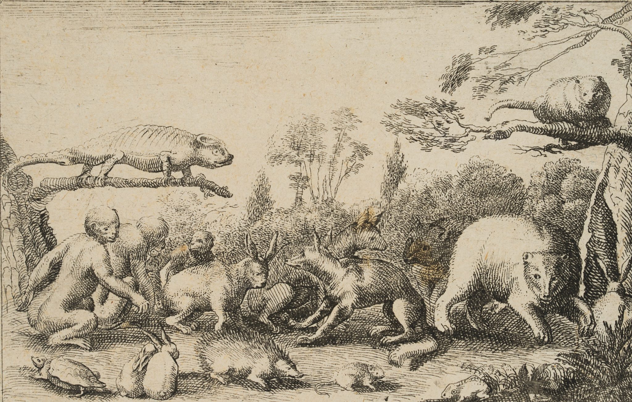Heimische und fremde Tiere. Zoologie