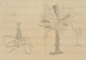 Pflanzenstudie, Palme und Ananas