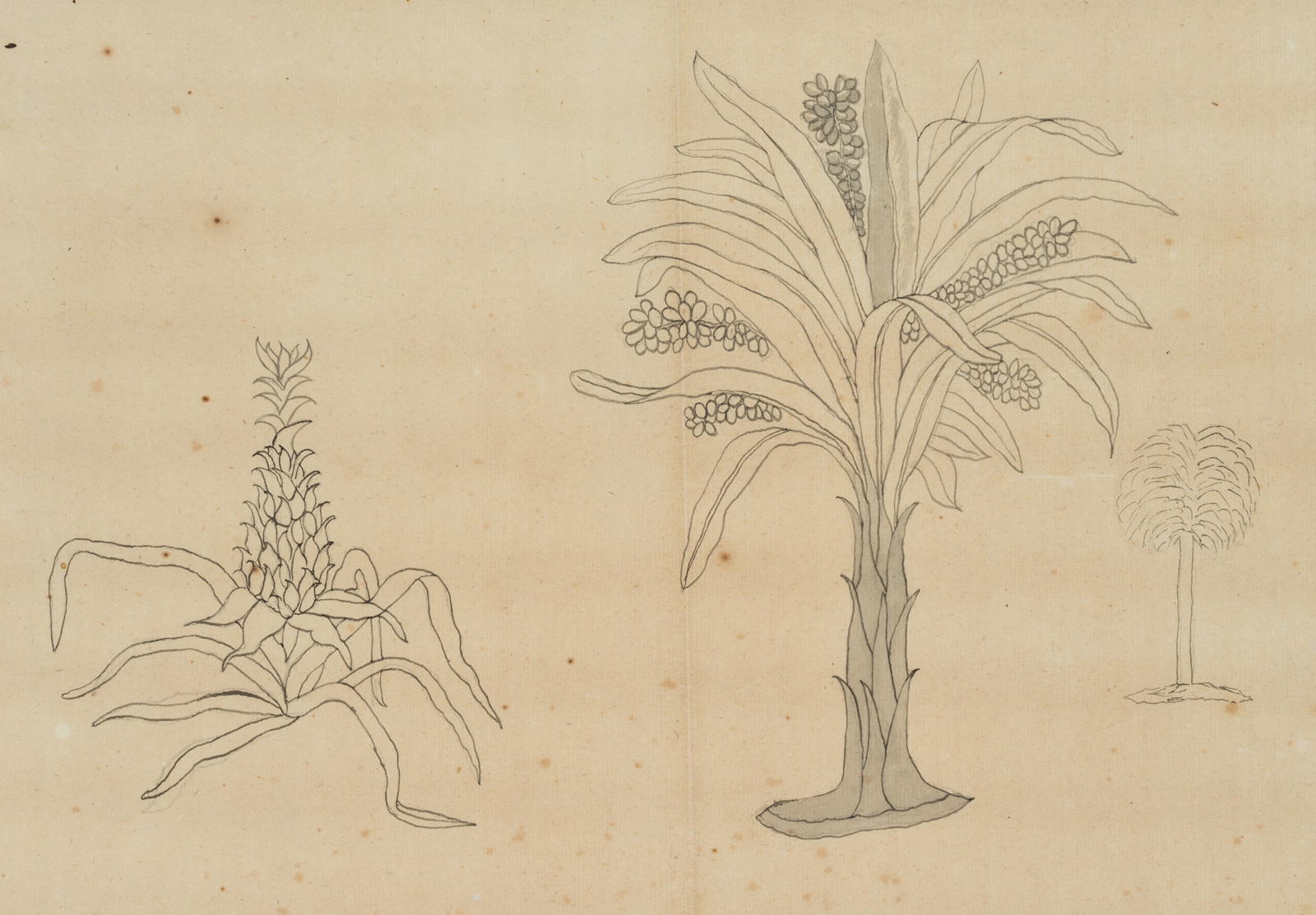 Pflanzenstudie, Palme und Ananas