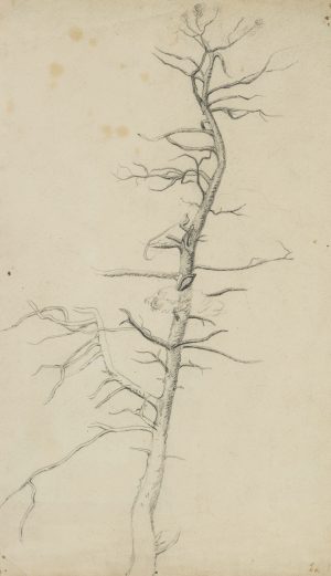 Karger Baum, Naturstudie, Dänemark