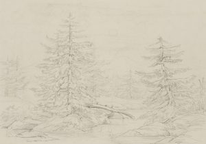 Brandenburgische Taiga