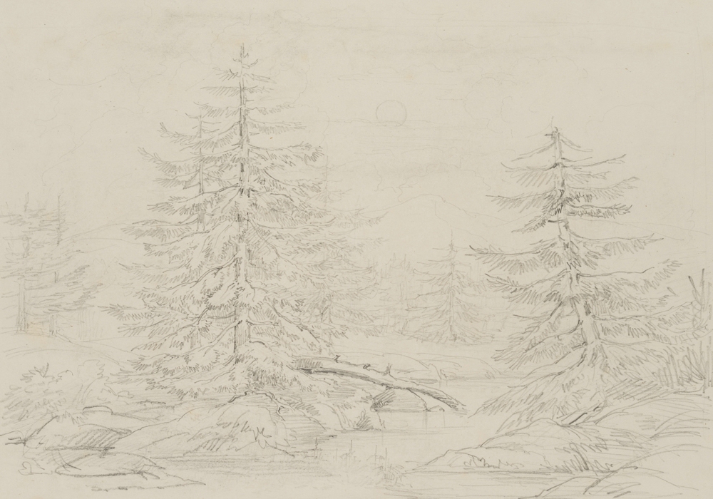 Brandenburgische Taiga