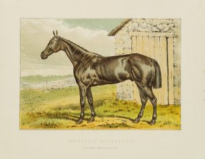 Illustration e. Springpferdes
