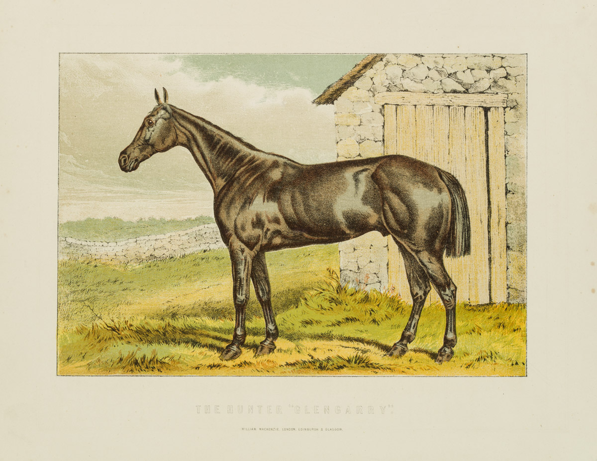 Illustration e. Springpferdes