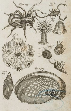 Spinnen, Seeanemone, Meeresschnecken
