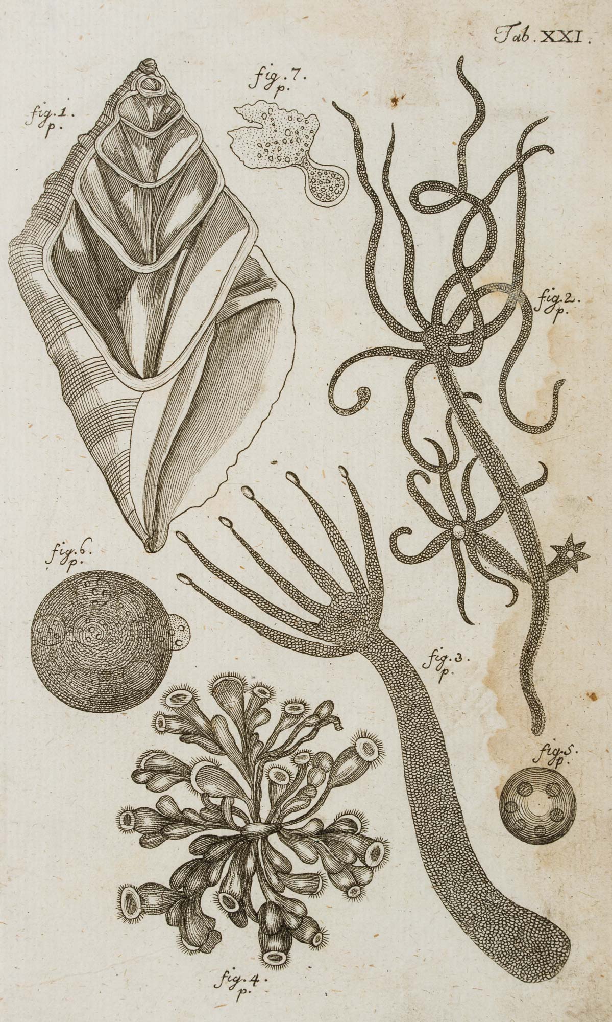 Muscheln, Stachelhäuter, Nesseltiere