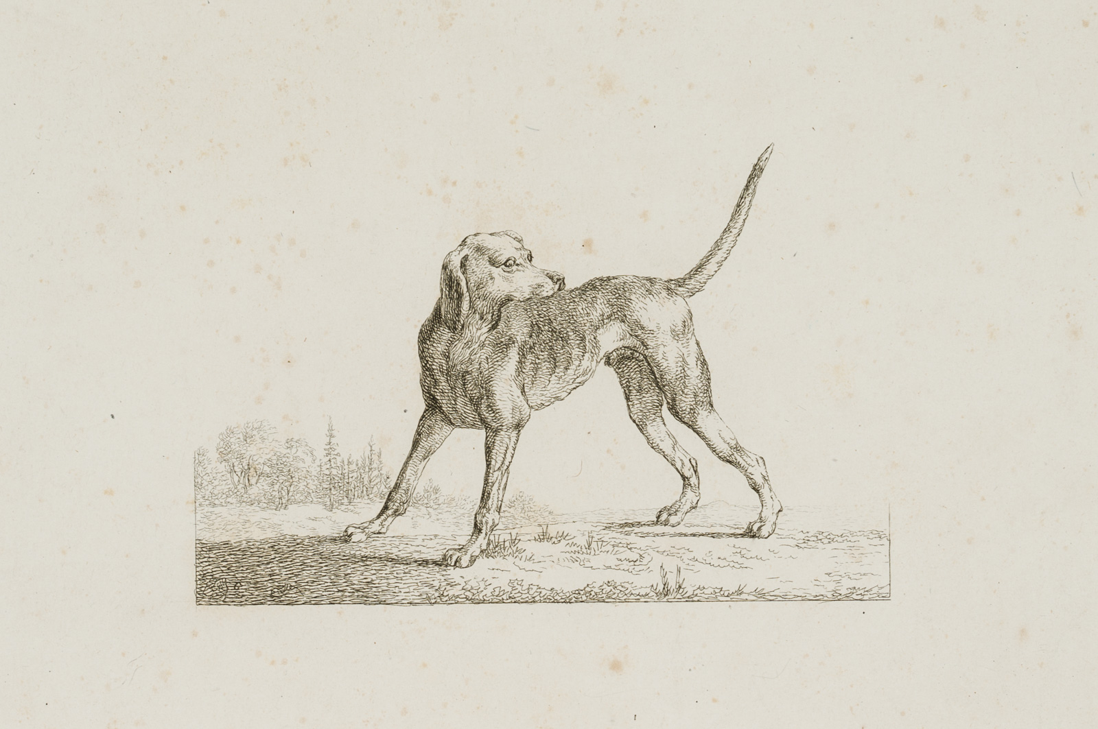 Stehender Hund in Seitenansicht