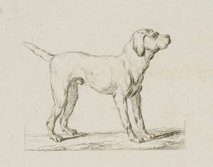 Hund nach rechts, Dogge