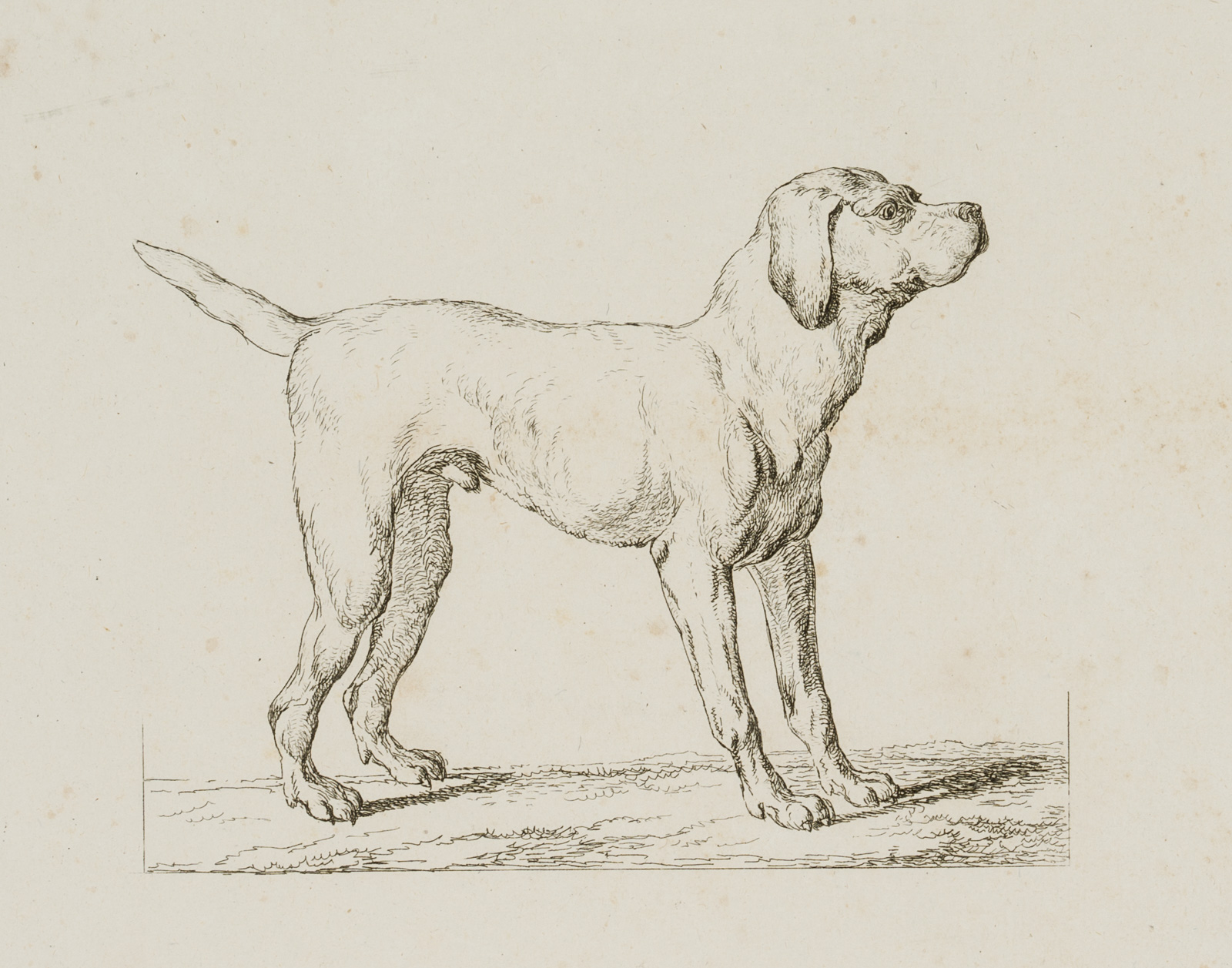 Hund nach rechts, Dogge