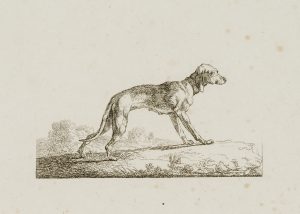 Dünner Hund auf leichten Steigung