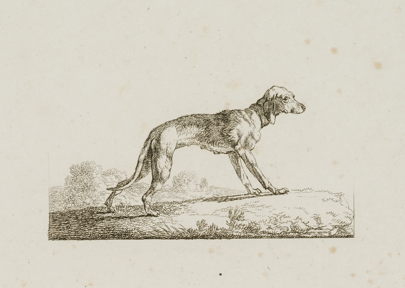 Dünner Hund auf leichten Steigung