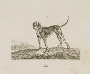 Stella, Stehende Hündin
