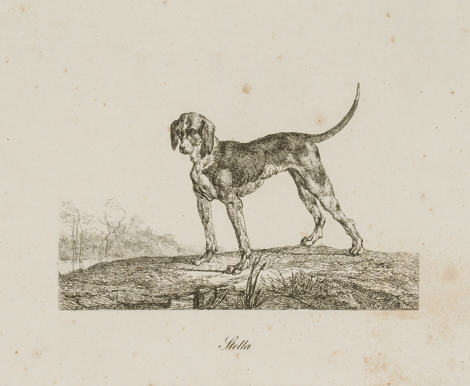 Stella, Stehende Hündin