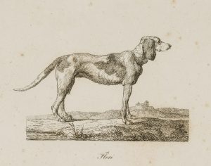Der stehende Hund, Flori