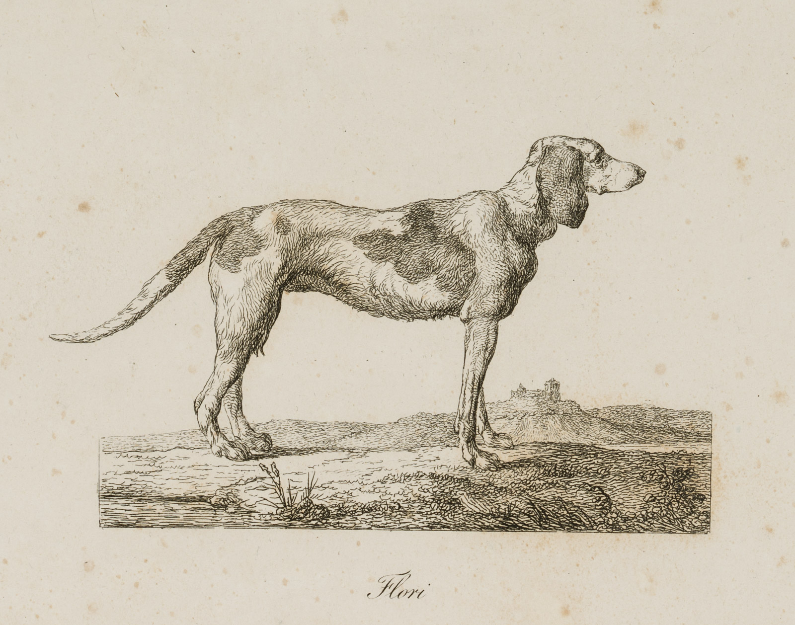 Der stehende Hund, Flori