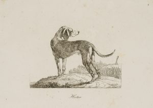 Hector, Hund auf Anhöhe