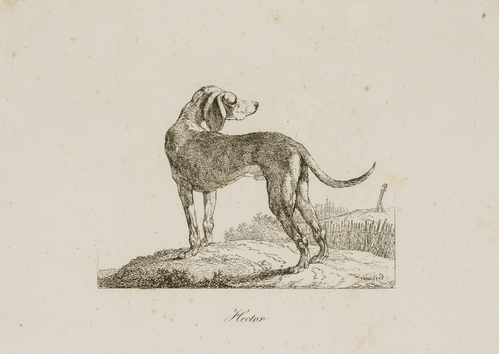 Hector, Hund auf Anhöhe
