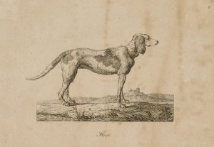 Der stehende Hund, Flori