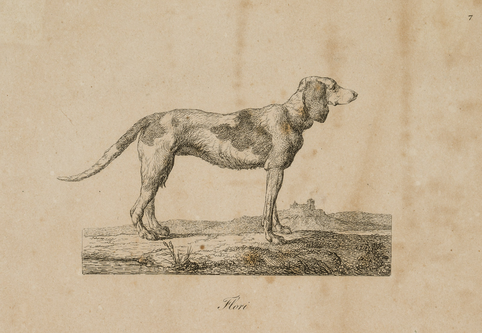 Der stehende Hund, Flori