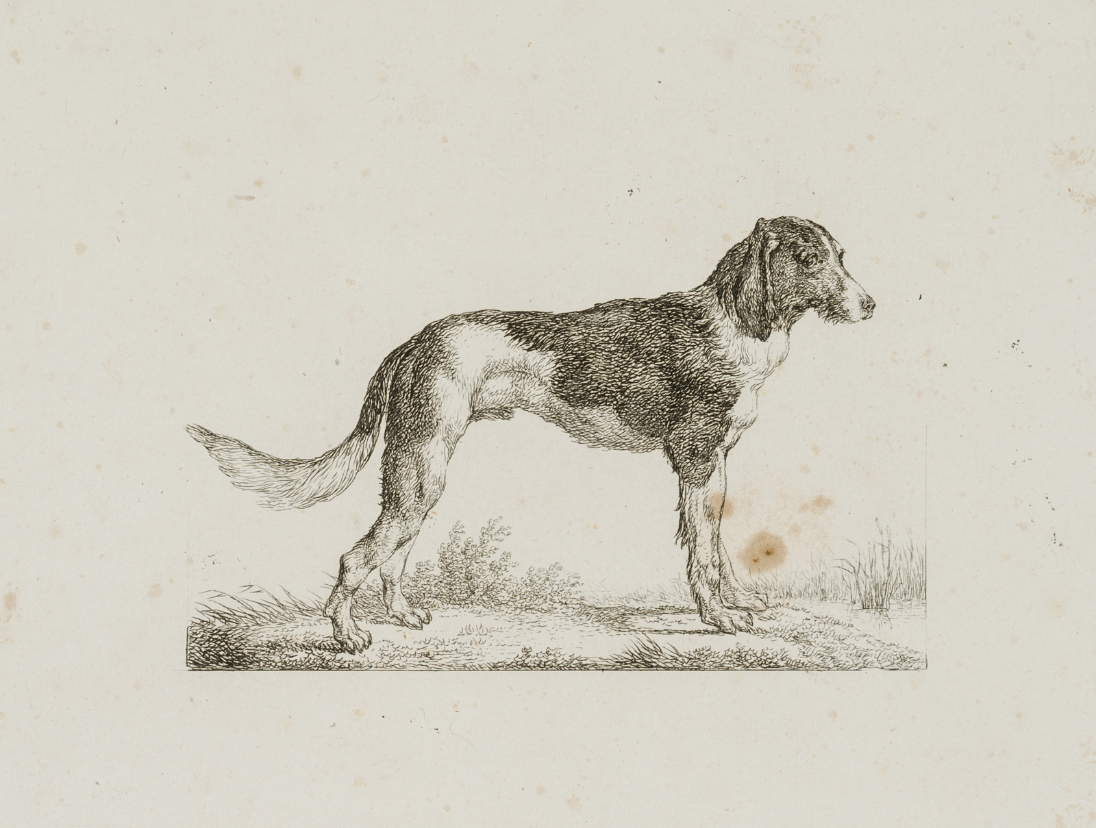 Stehender Hund nach rechts