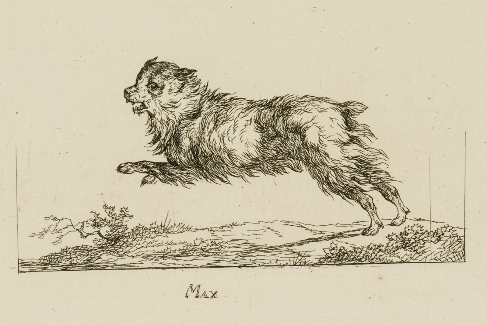 Max. Springender Hund