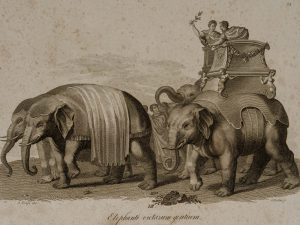 Elephanti victarum gentium