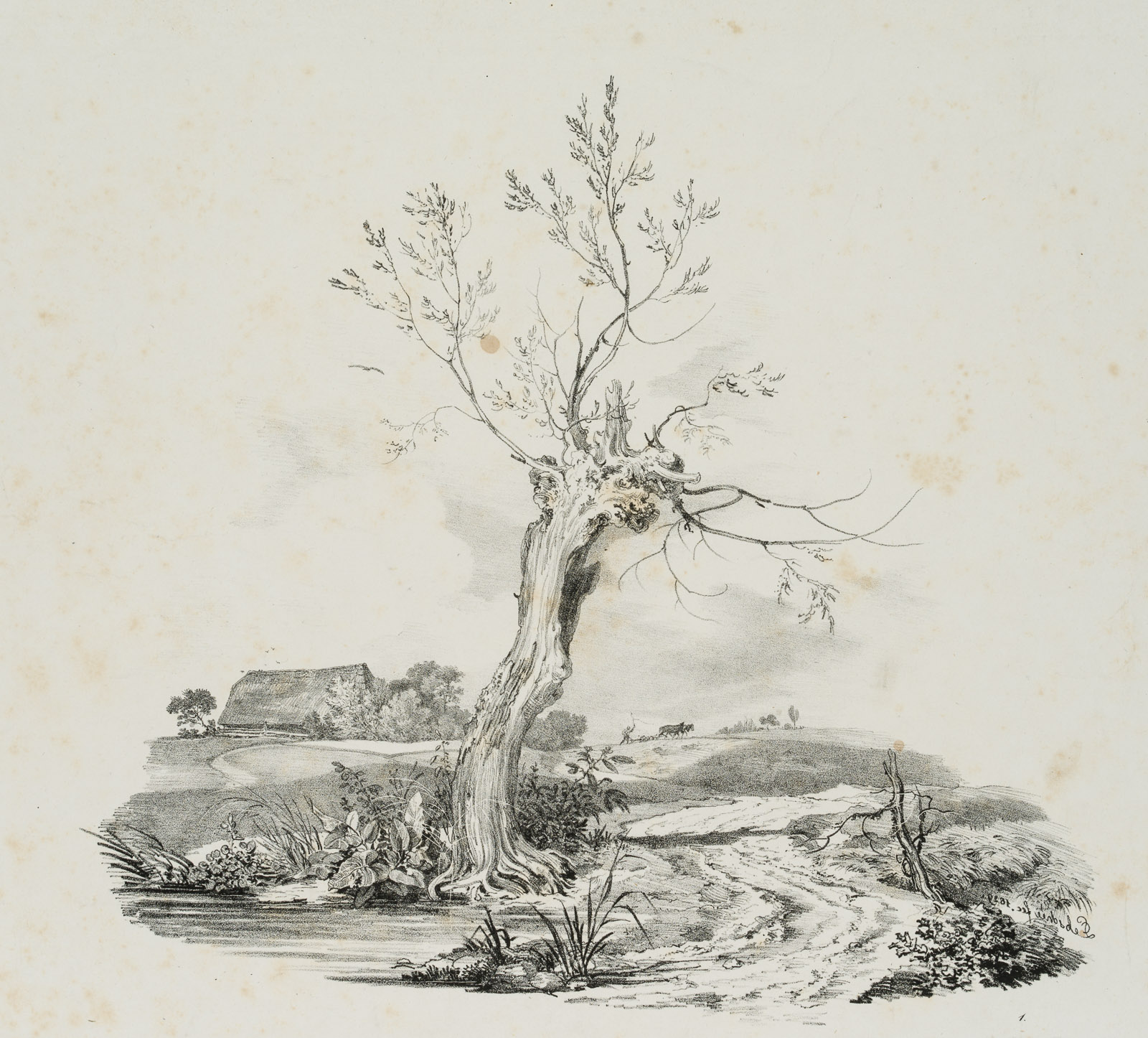 Landschaftsstudie mit kahlem Baum