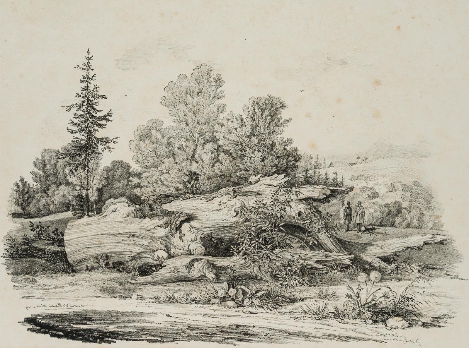 Wiesenstück m. knorrigem Baum