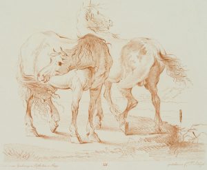 Pferde auf der Weide