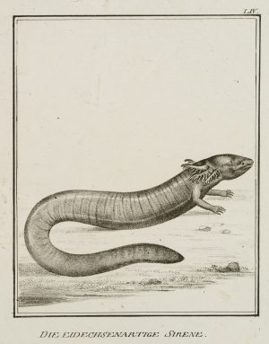 Eidechsenartige Sirene, Reptilien