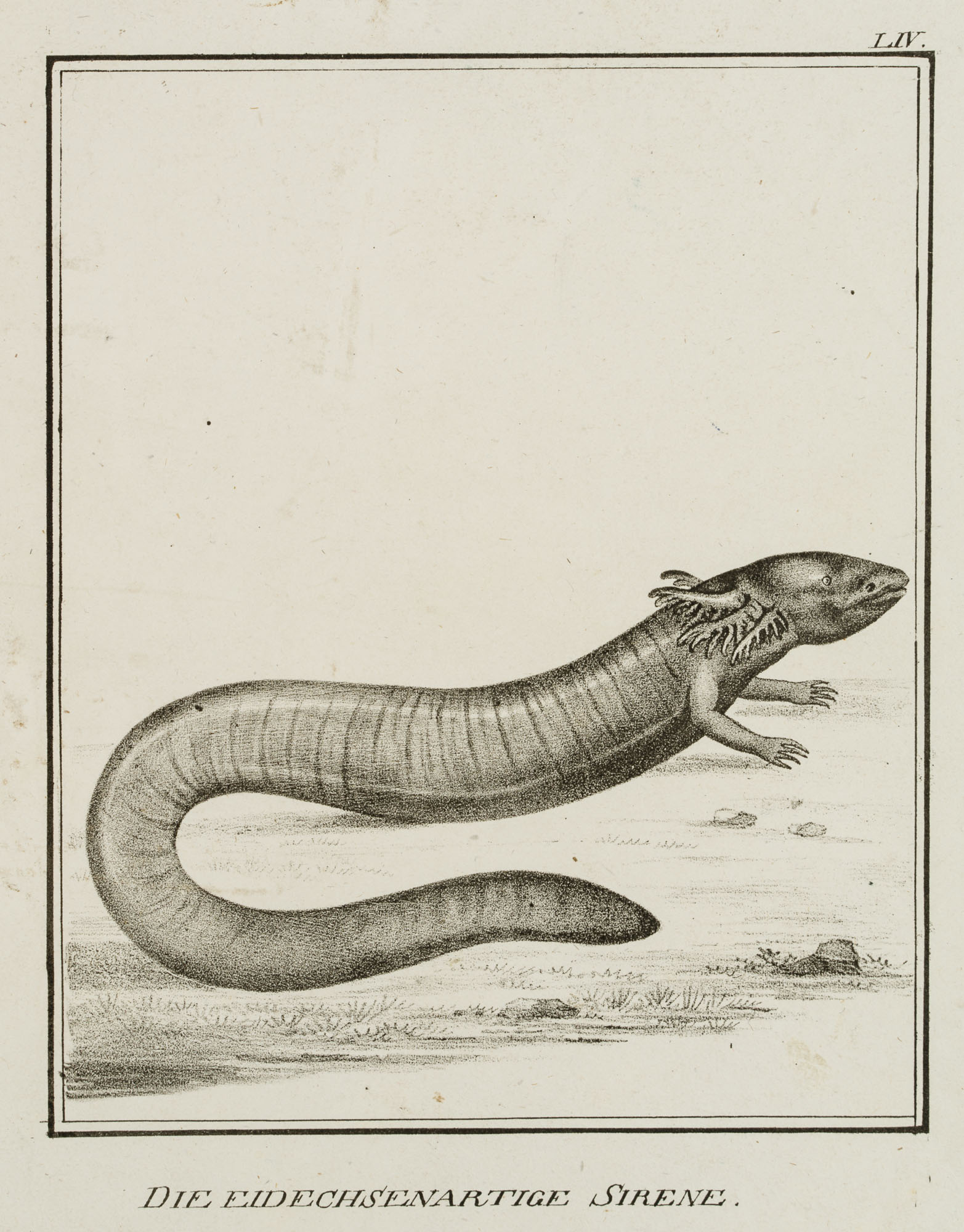 Eidechsenartige Sirene, Reptilien