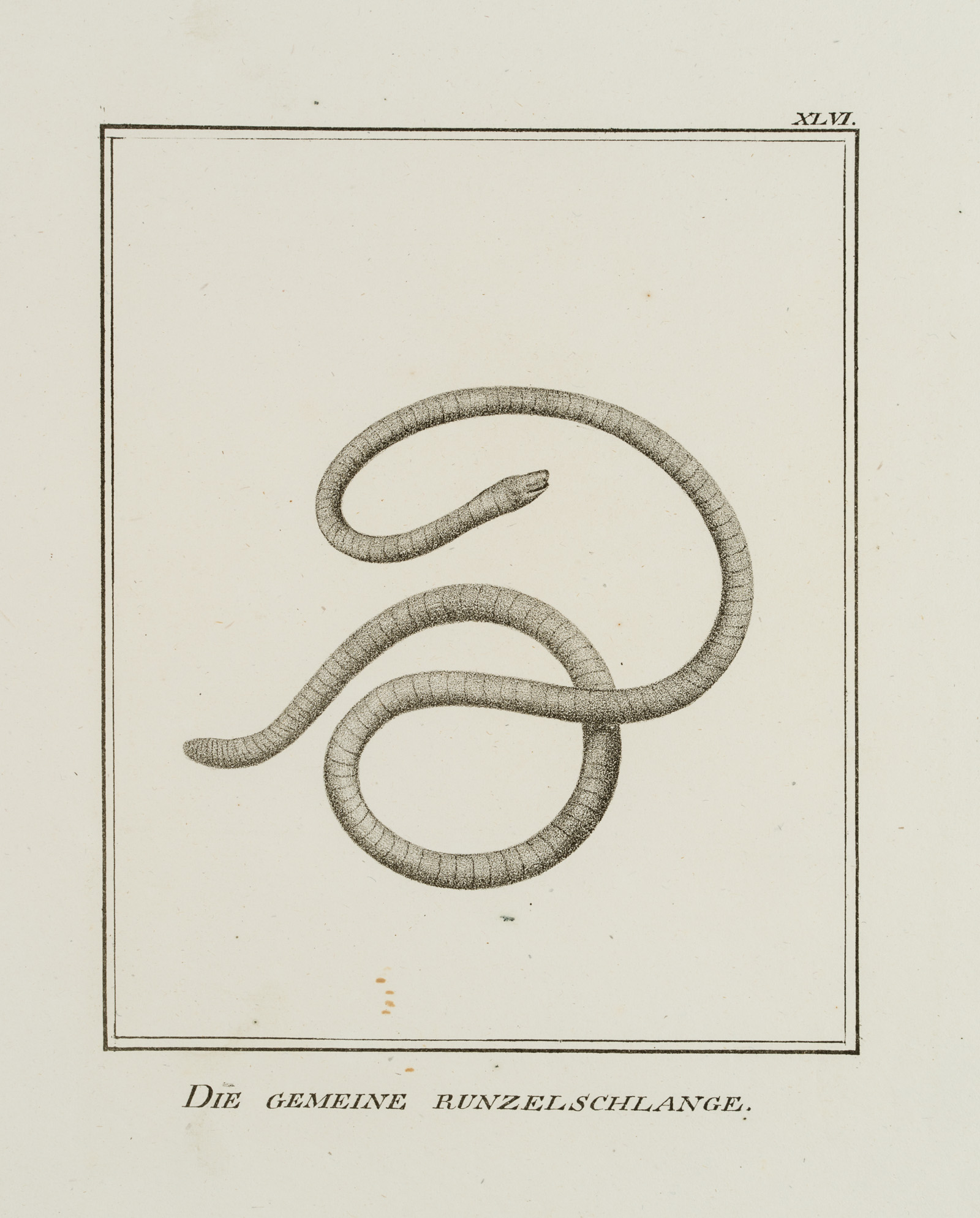 Die gemeine Runzelschlange