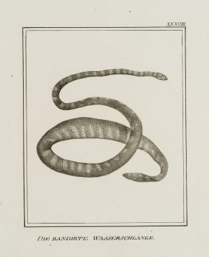 Die bandirte Wasserschlange