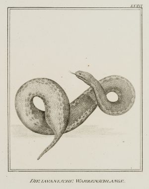 Die Javanische Warzenschlange