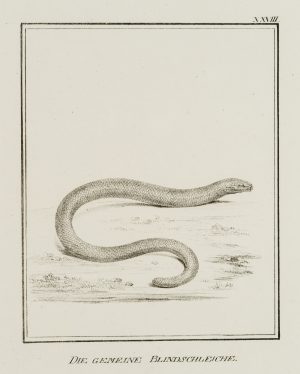 Gemeine Blindschleiche, Reptilien