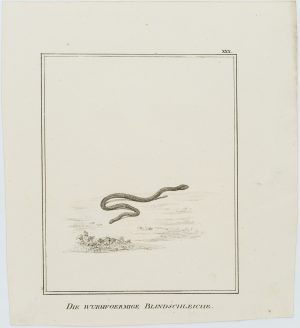 Die wurmfoermige Blindschleiche