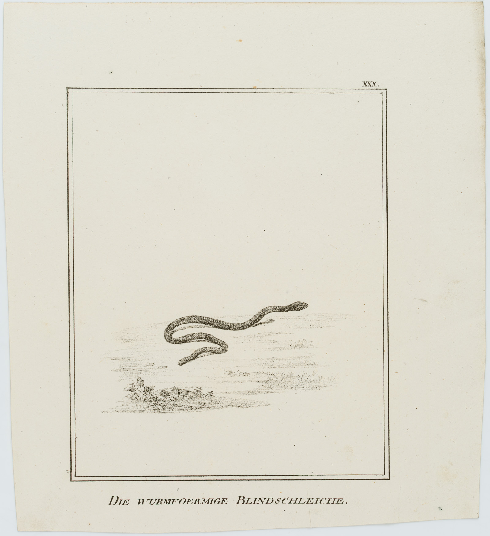 Die wurmfoermige Blindschleiche