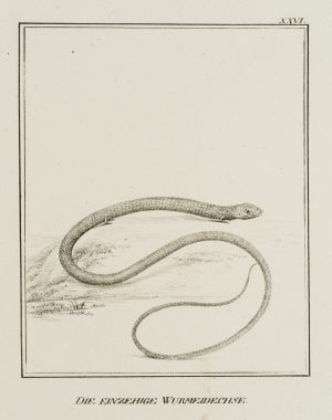 Einzehige Wurmeidechse, Reptilien