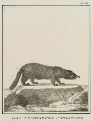 Das fuchsartige Stinktier
