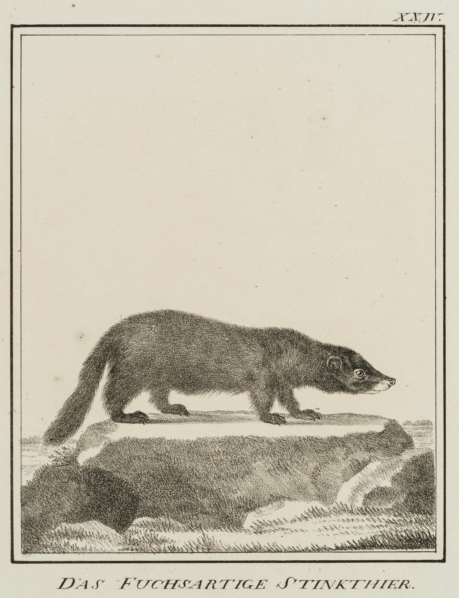 Das fuchsartige Stinktier