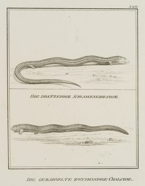 Die dreizehige Schlangeneidechse