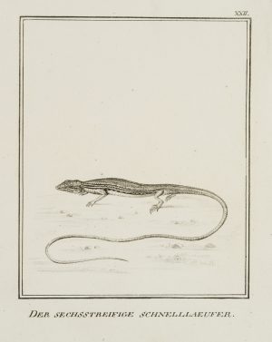 Sechsstreiffige Schnelllaeufer, Eidechsen