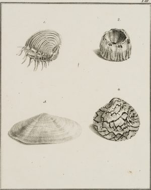 Venusmuschel, Seetulpe, Lagervenus