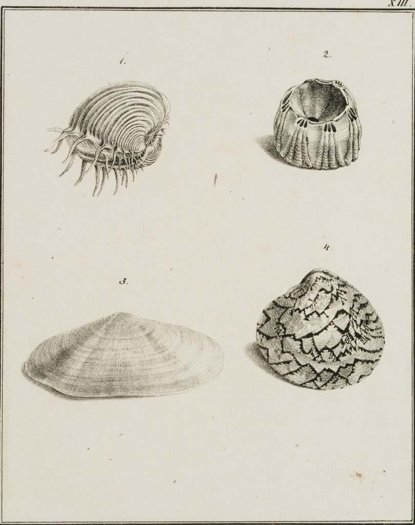 Werk von Jungerman